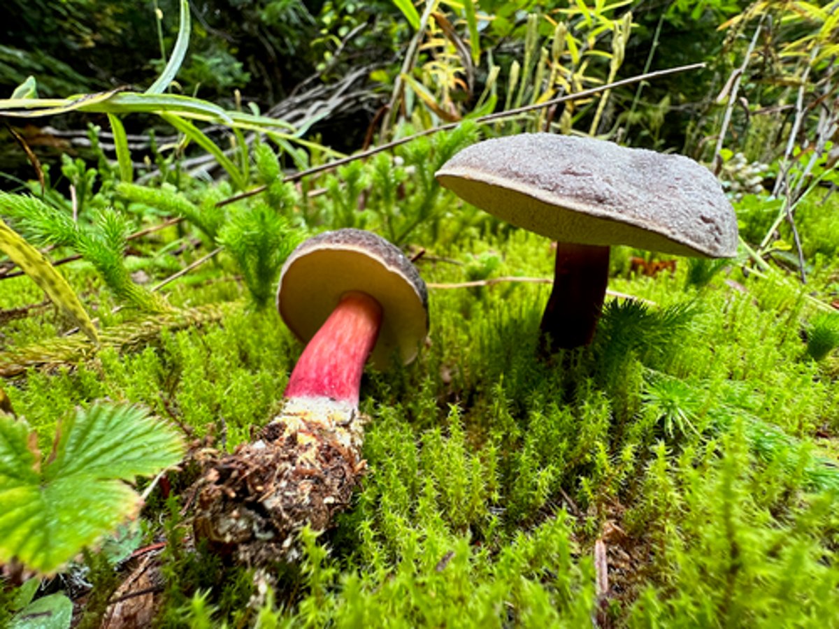 Zeller's bolete: a nearly black cap with a narrow pale tan band around the rim, pale yellow pores and a slender red stem