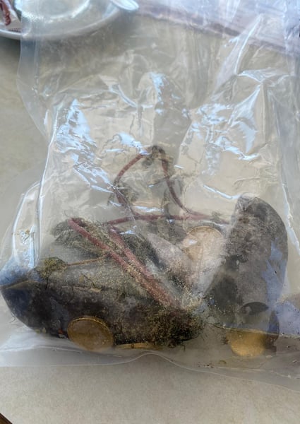 Venus transit (herald)  WIP whip smack 