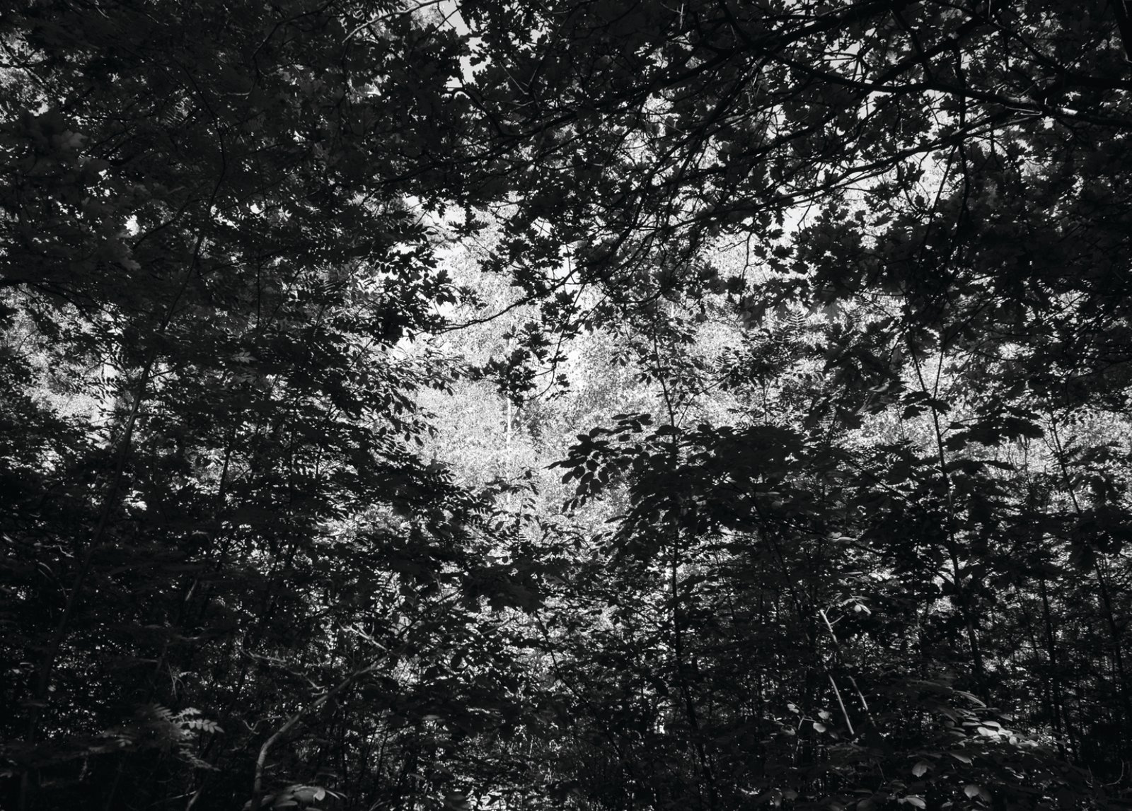 limited edition forest