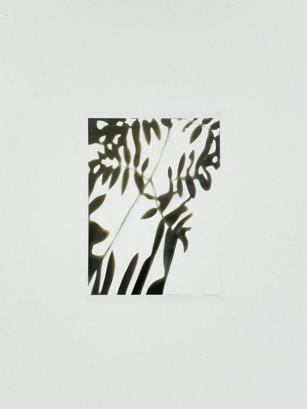 limited edition forest