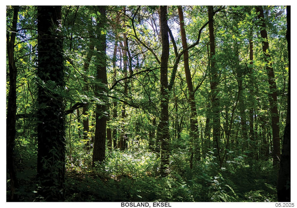 limited edition forest