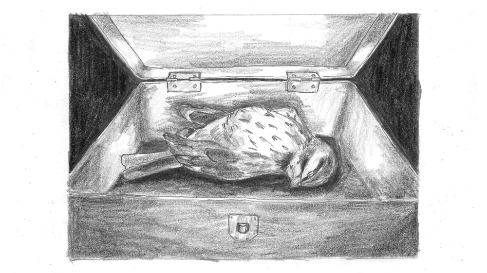 My home is a sparrow