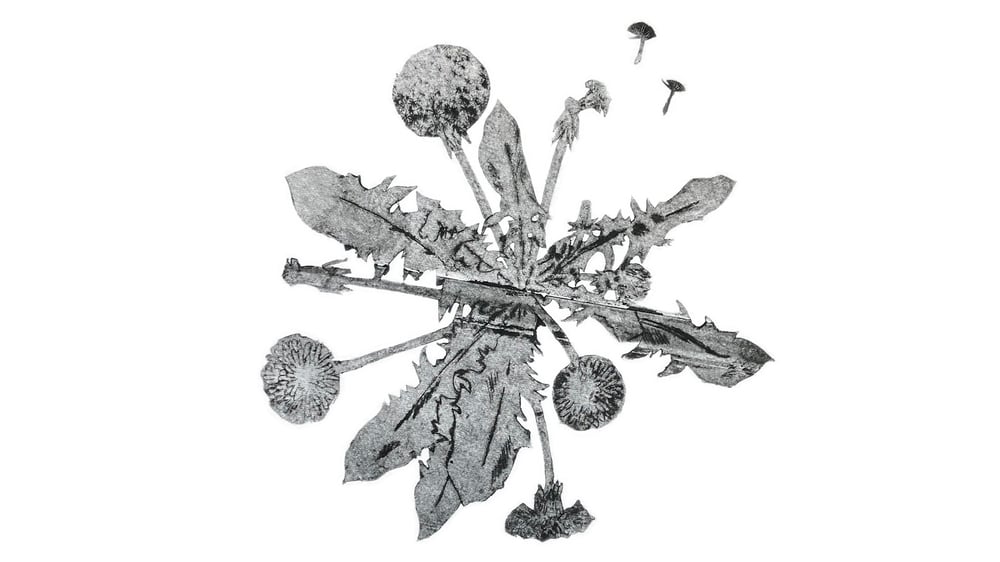 Wortels in Verwondering