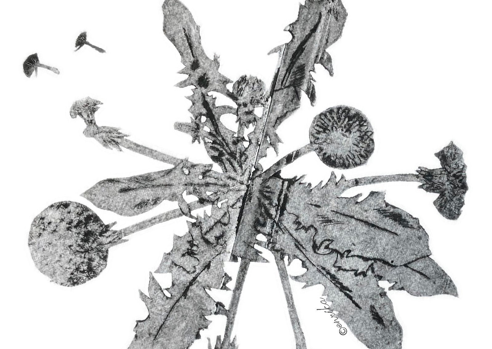 Wortels in Verwondering