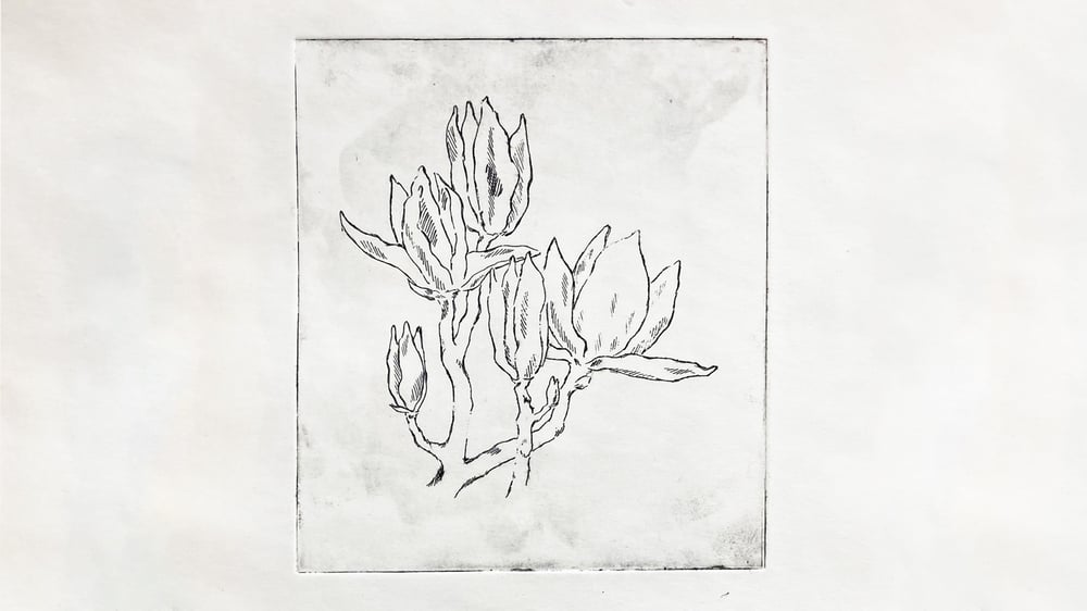 Wortels in Verwondering