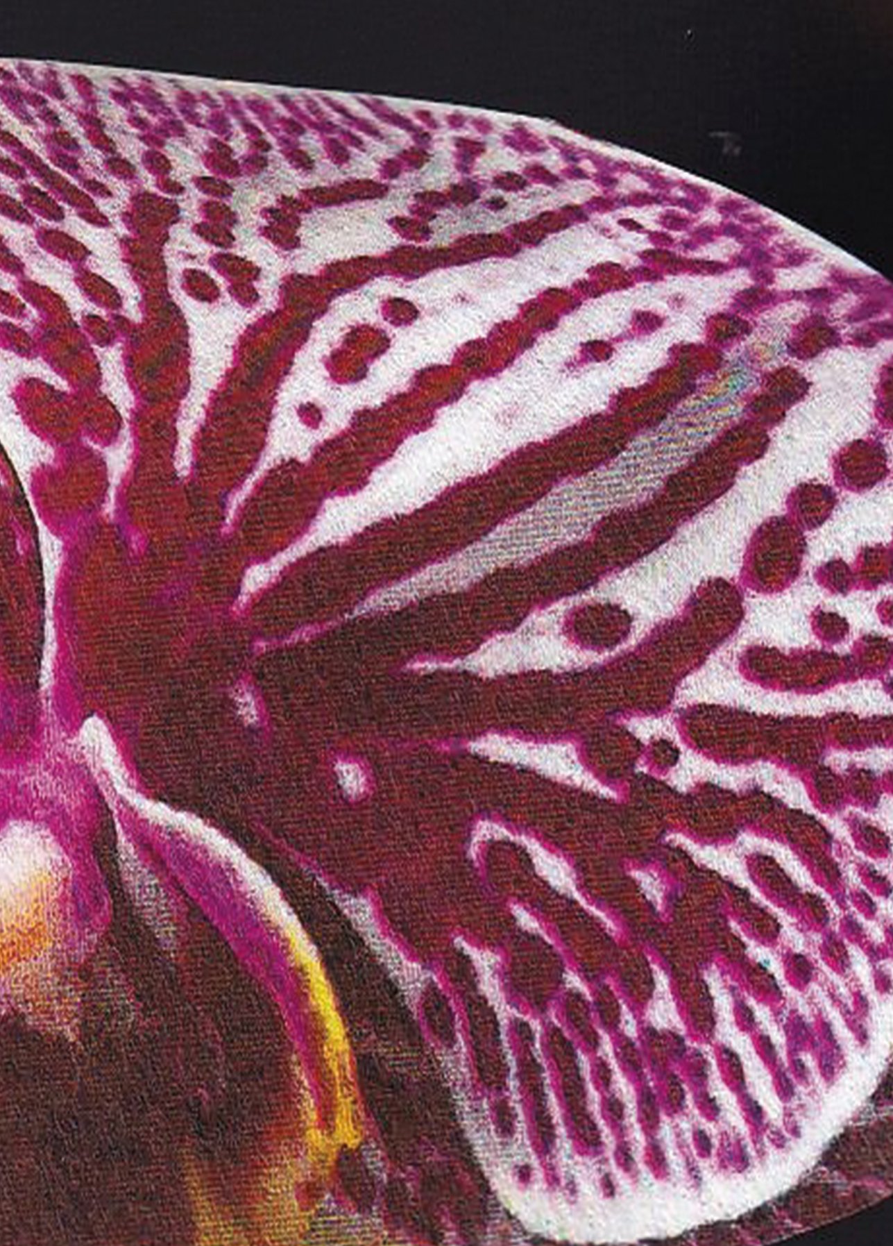 Orchid