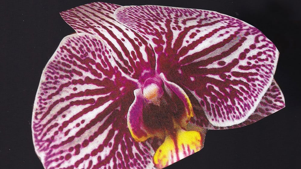 Orchid