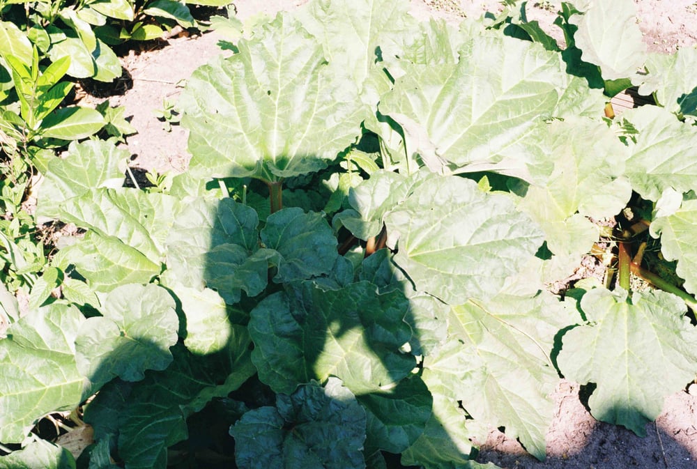 Projection For A Spoiled Soil (p.f.a.s.)