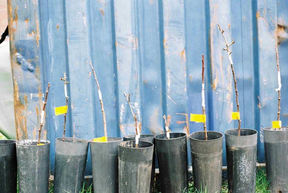 Projection For A Spoiled Soil (p.f.a.s.)