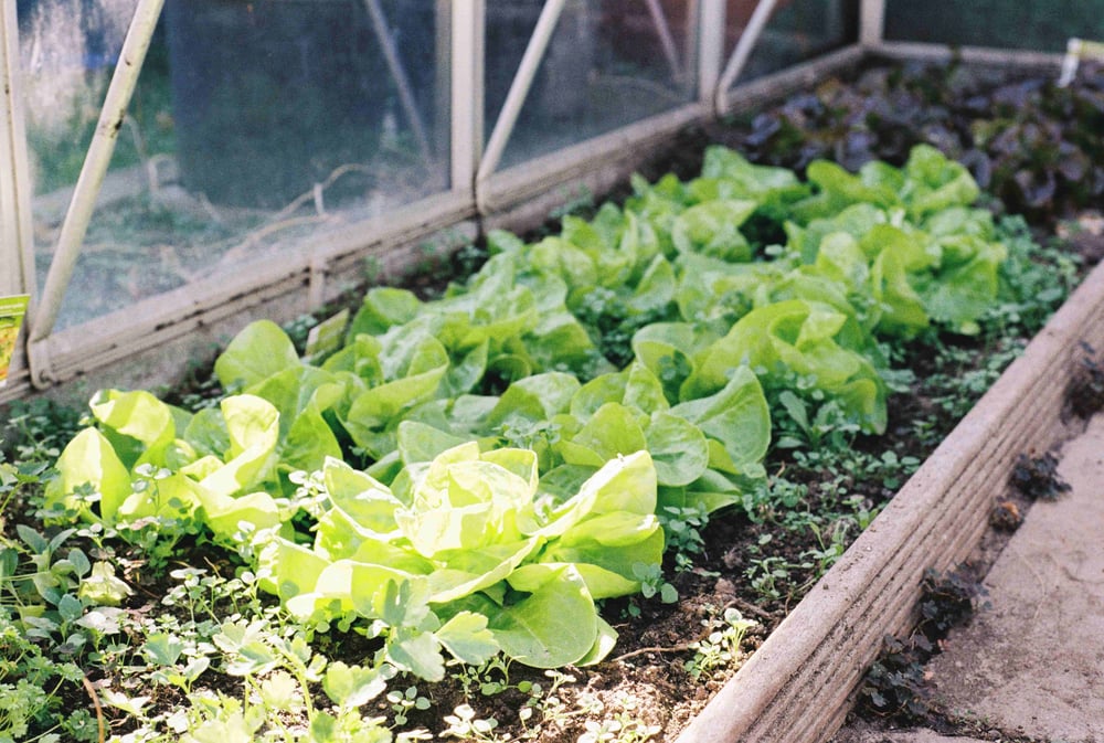 Projection For A Spoiled Soil (p.f.a.s.)