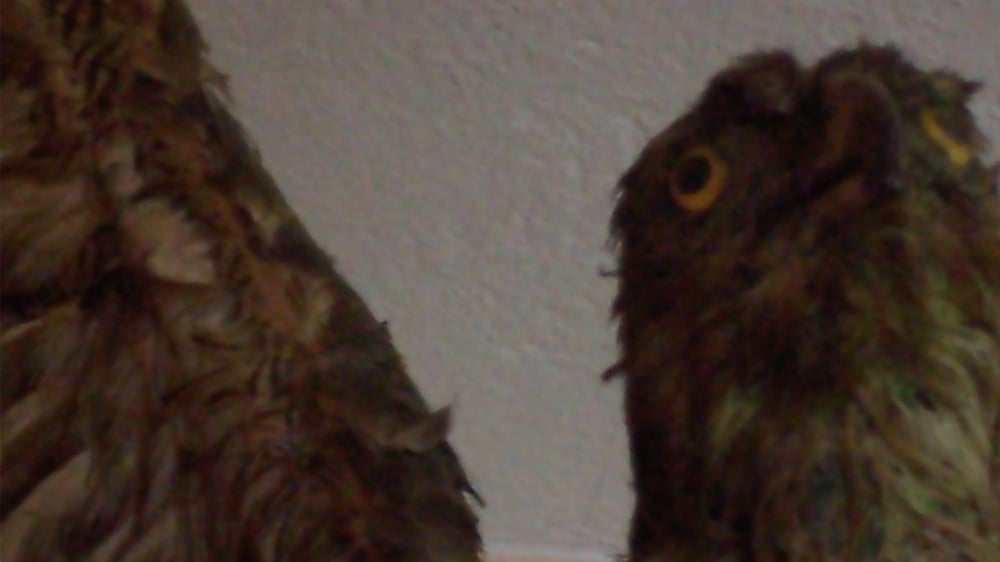 Birds are singing of salvation