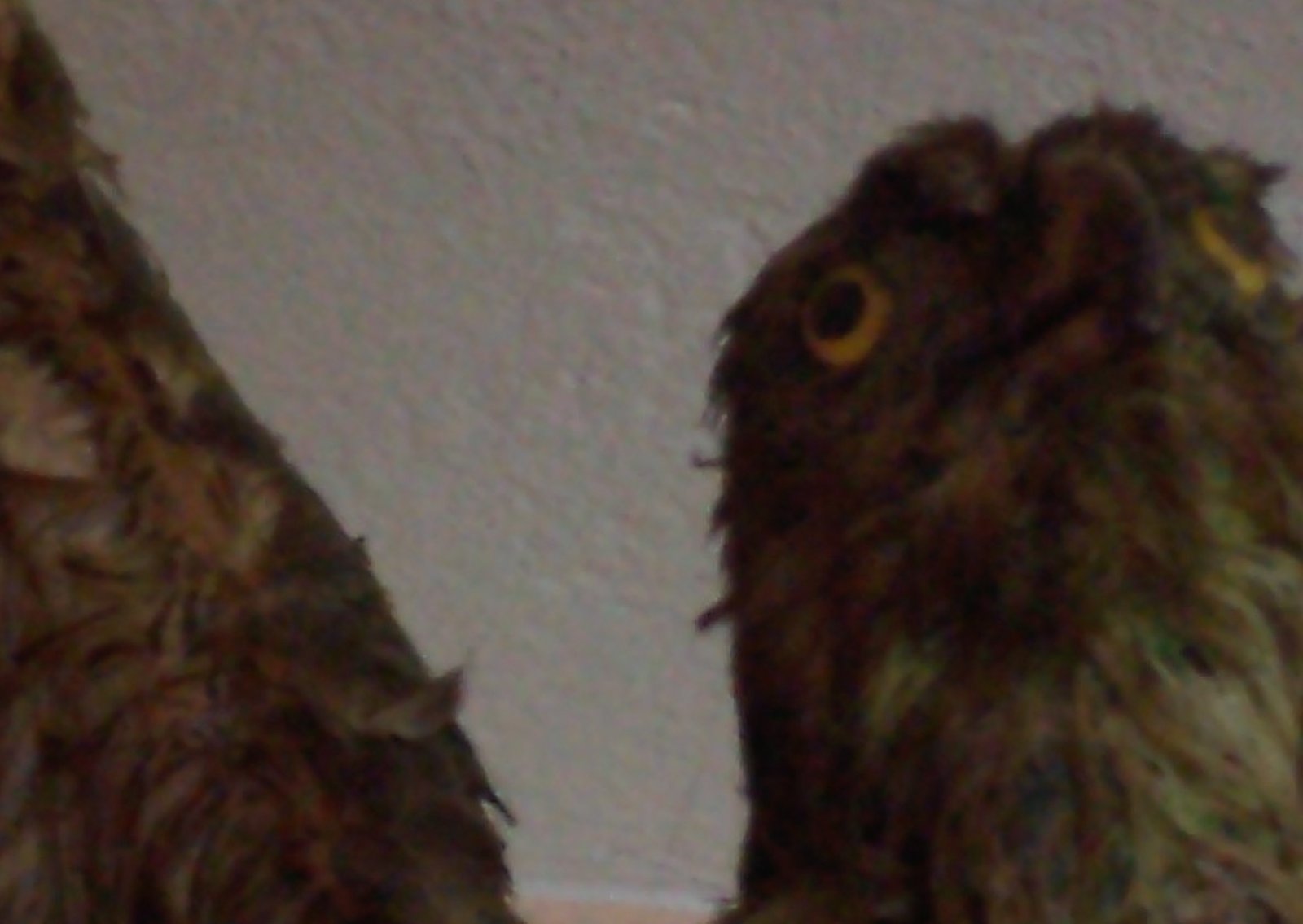 Birds are singing of salvation