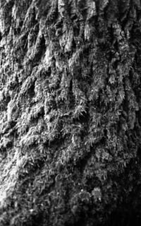 Exploring Algae in Contemporary Visual Arts