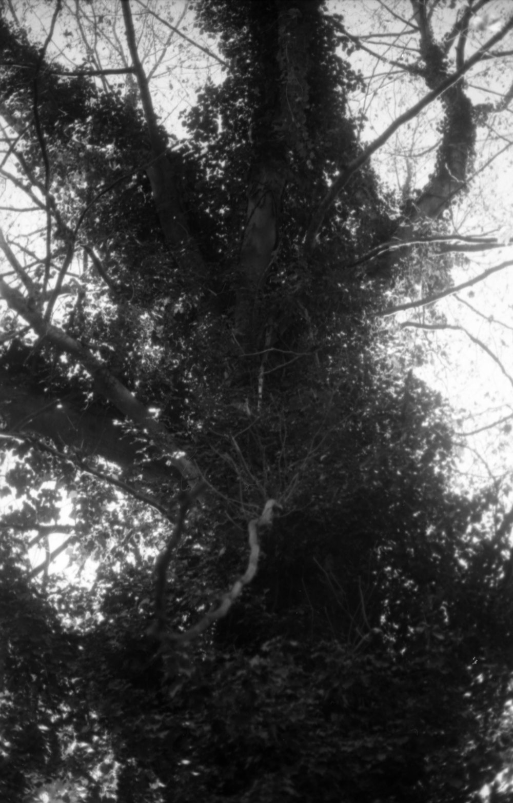 Exploring Algae in Contemporary Visual Arts