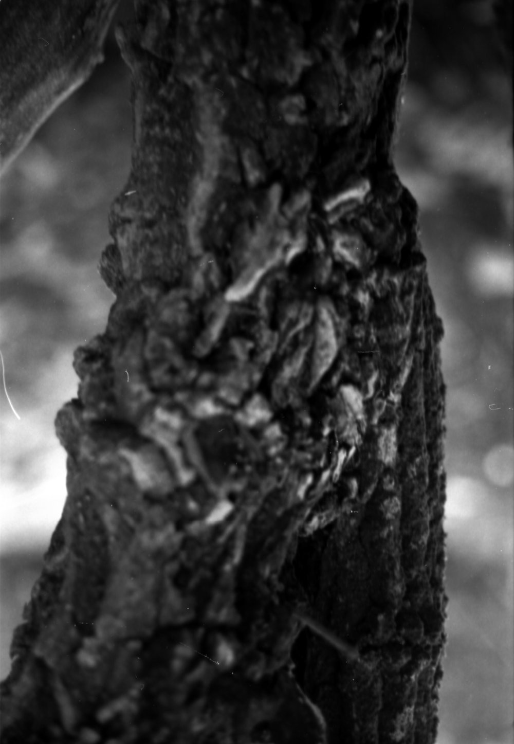 Exploring Algae in Contemporary Visual Arts