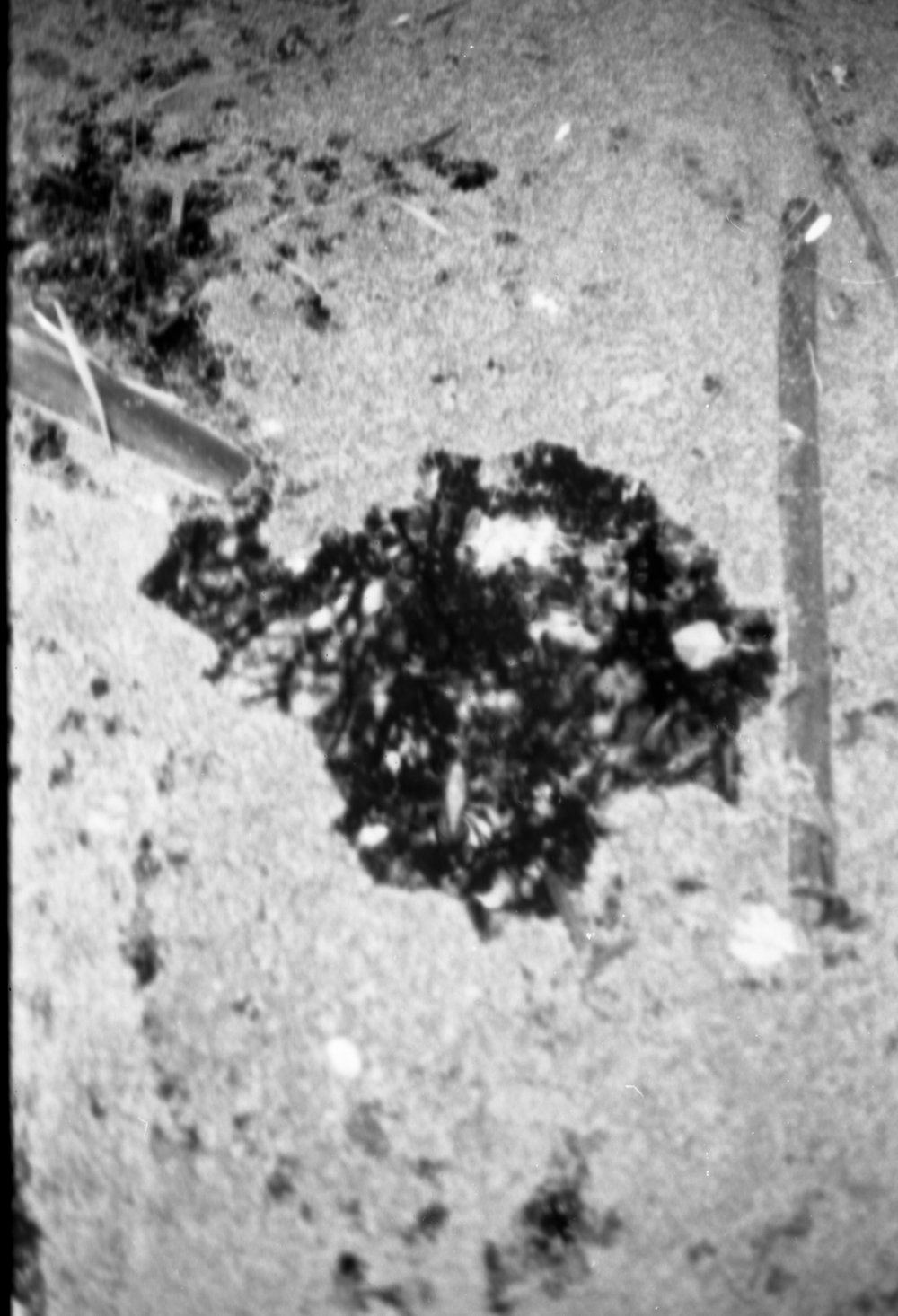 Exploring Algae in Contemporary Visual Arts