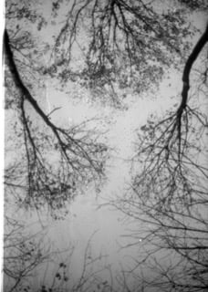 Exploring Algae in Contemporary Visual Arts