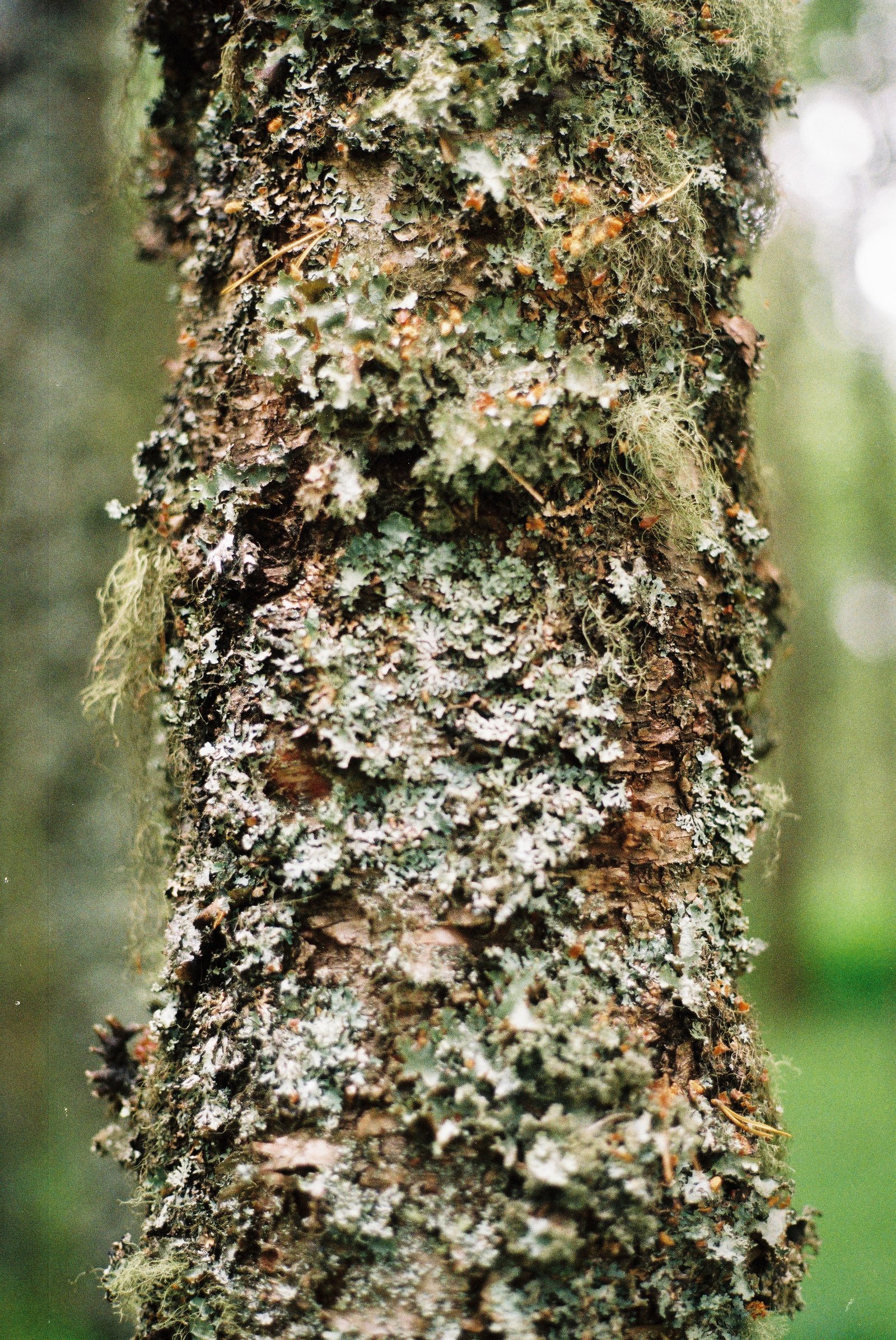 Exploring Algae in Contemporary Visual Arts