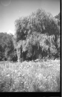 Exploring Algae in Contemporary Visual Arts