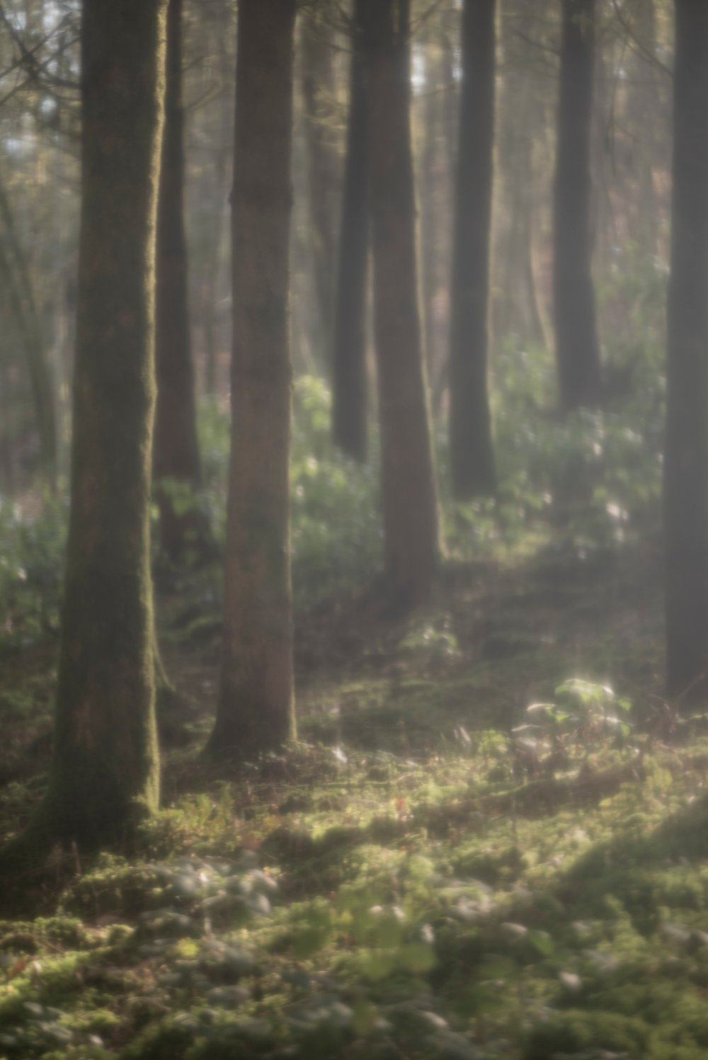 les Ardennes
