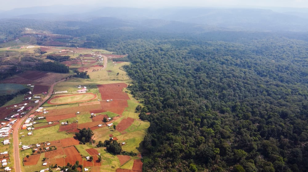 Our Forest, Our Champions