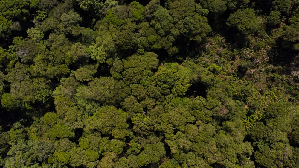 Our Forest, Our Champions