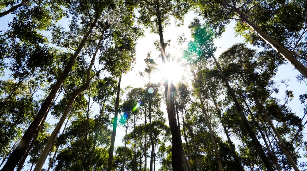Our Forest, Our Champions