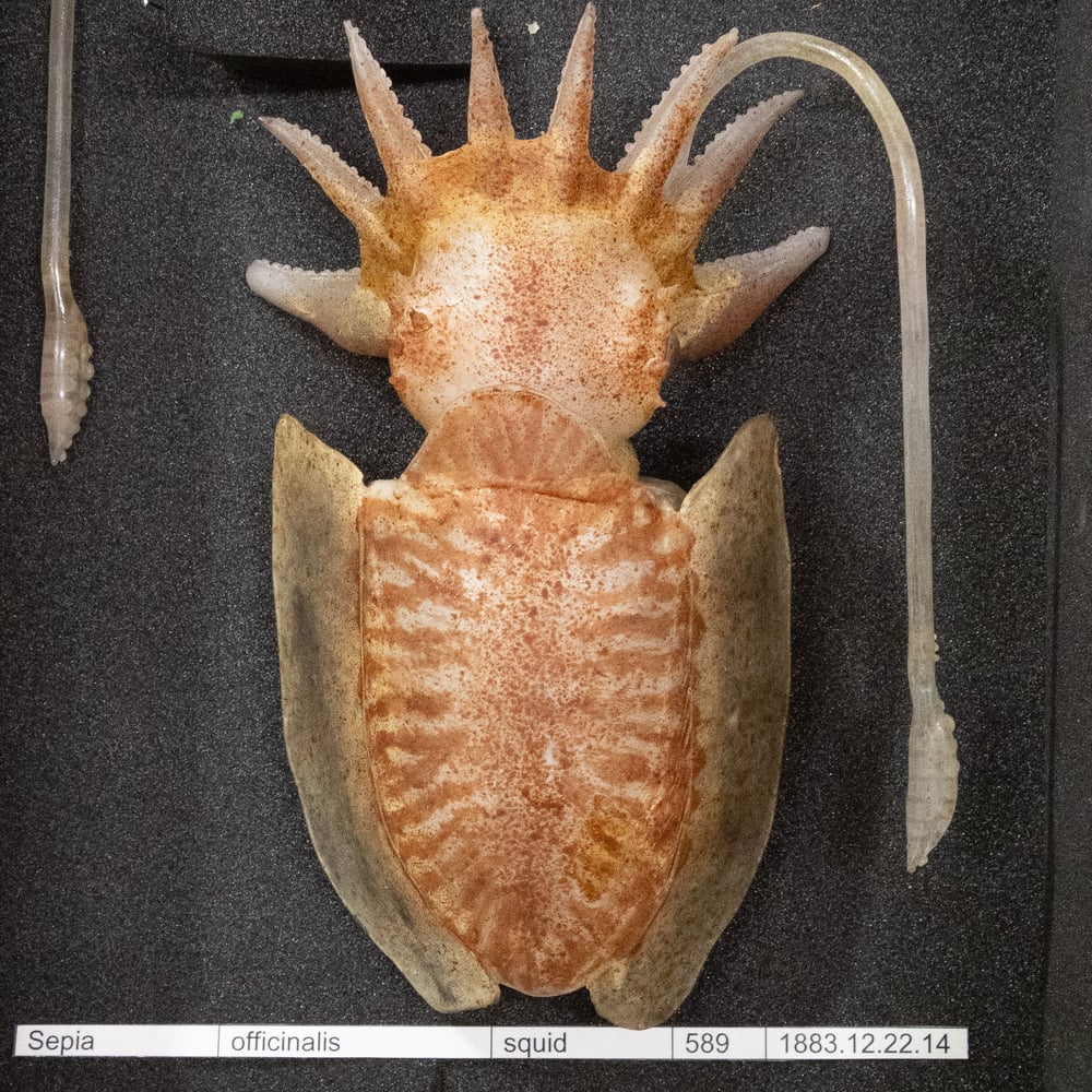 Chromograph: Blaschka i-iv 