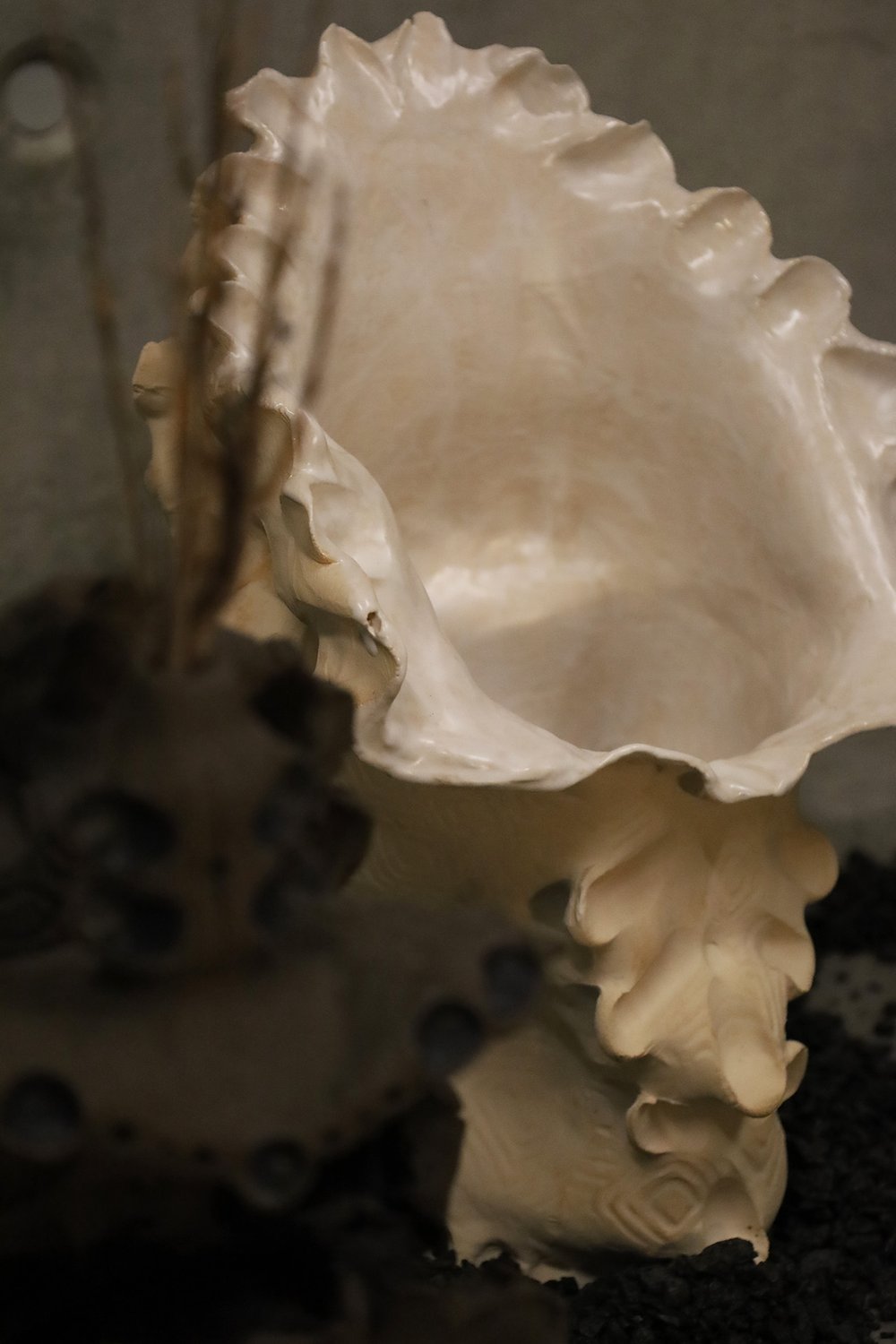 Catharsis de emovere