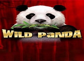 Wild Panda