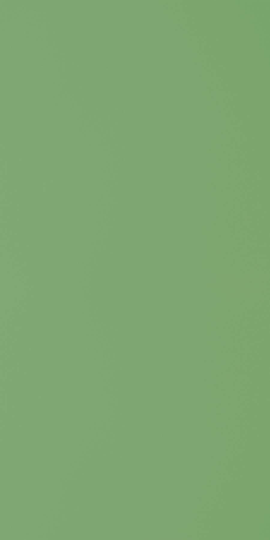 Greenlam Leaf Green 248