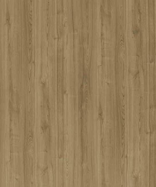 Merino Narrow Leaved Elm 14586