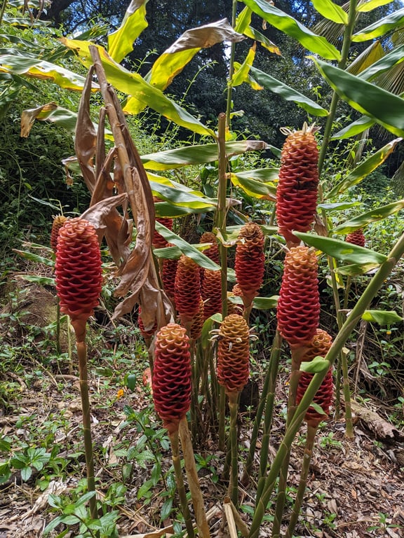 Image with caption 'An interesting pinecone-like, cattail-like plant.'