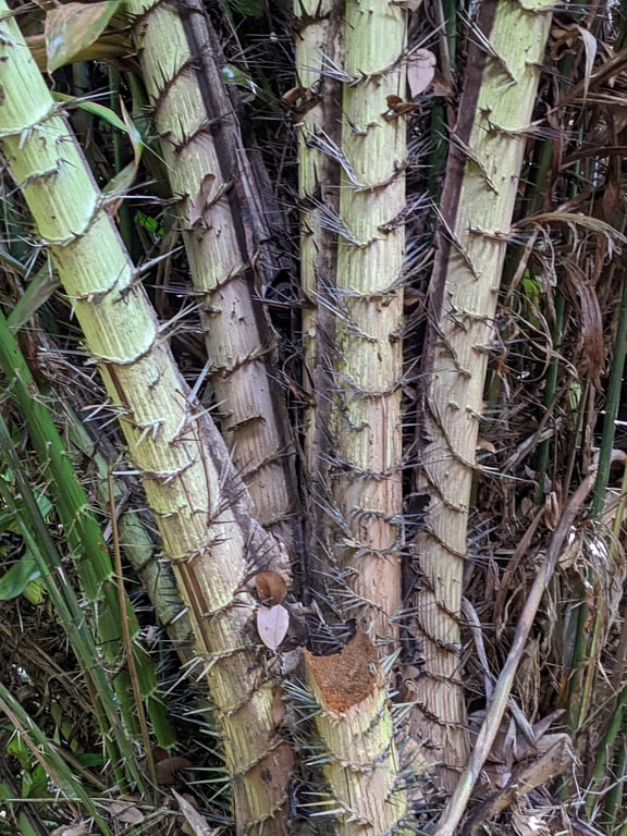 Image with caption 'Here's a spiky plant that a couple asked me to take a picture of them in front of.'