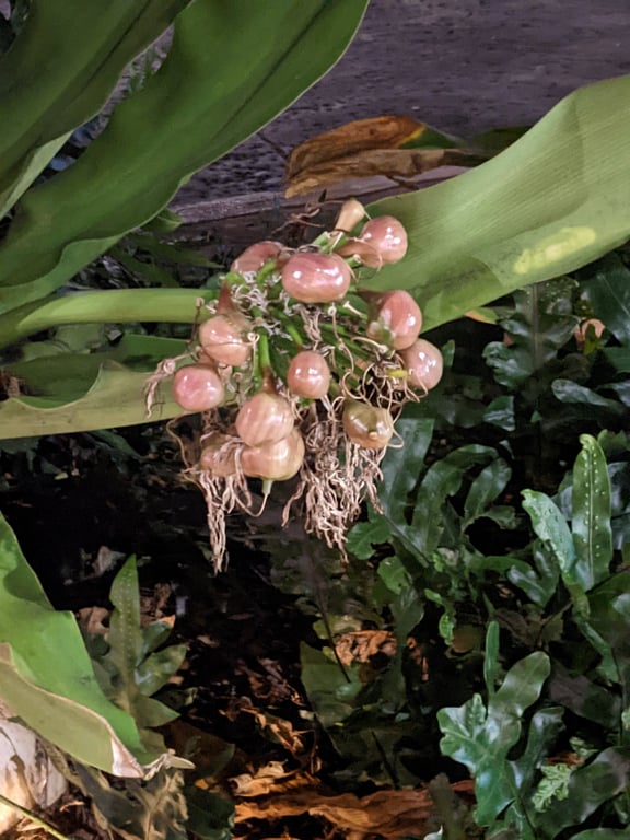 Image with caption 'And I also saw this nice but sad looking plant on the side of the sidewalk.'