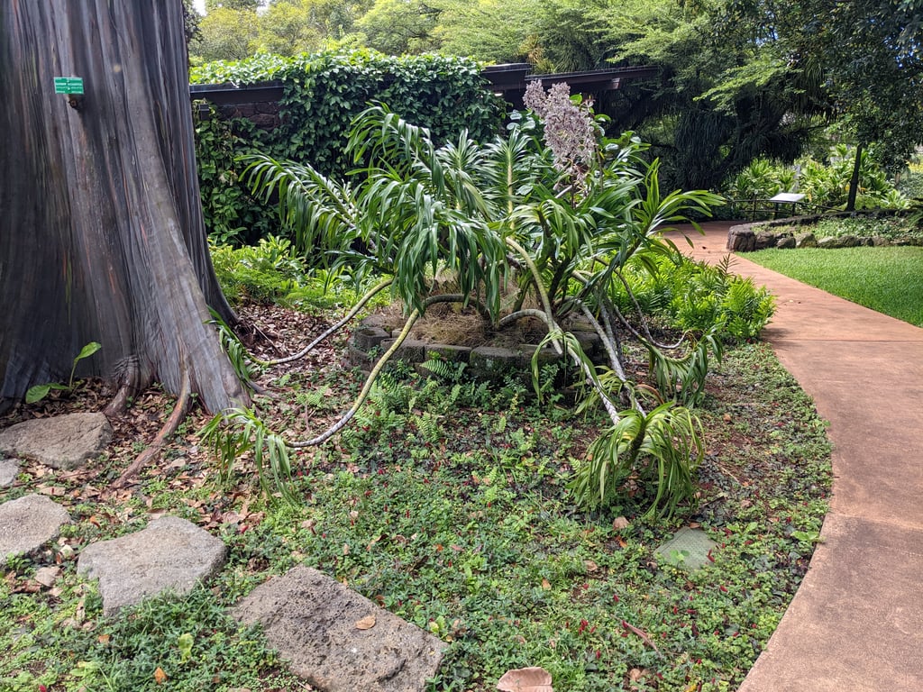 Image with caption 'This is a giant orchid (*Grammatophyllum speciosum*) apparently. My mom wanted me to try and bring back some orchids, but I'm not sure if she would space for something this big (among other potential issues). (And *obviously* I'm not going to take this one!)'