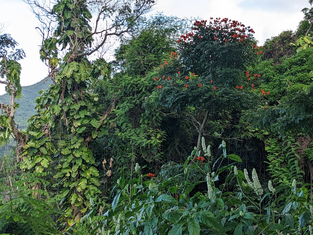 Image with caption 'I started to see the breadth of variety of flora O'ahu had to offer.'