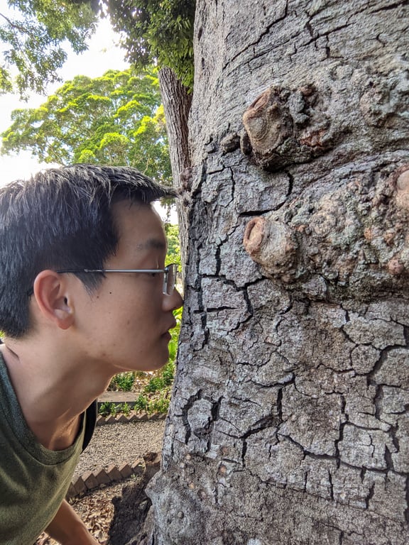 Image with caption 'Apparently, the bark of the cinnamon tree does not (yet) smell like cinnamon.'