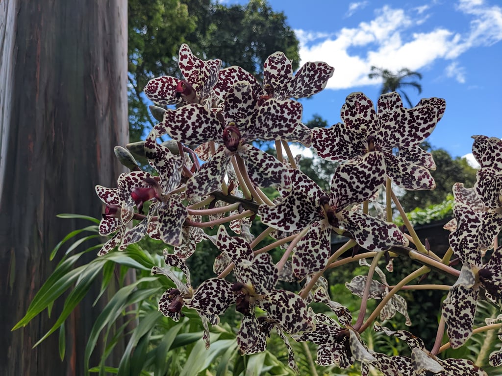 Image with caption 'Here's a closeup of the flower, which looks much more orchid-like.'