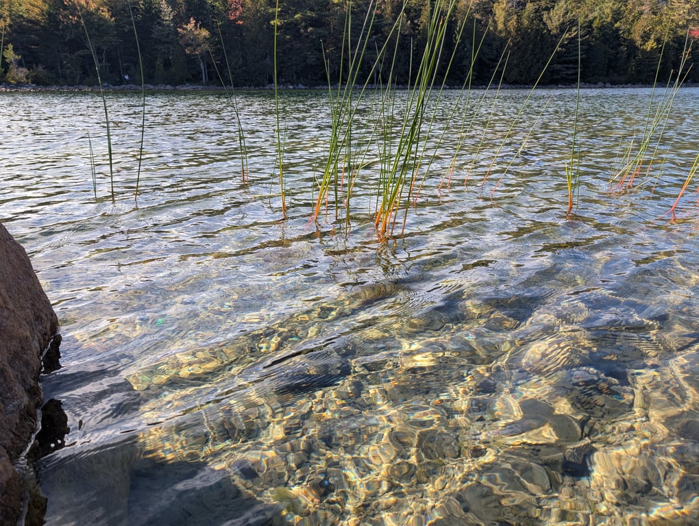 Image with caption 'Some really nice reeds along the shore. I loved the coloring on these reeds: red under the water that fades to a bright green above water.'