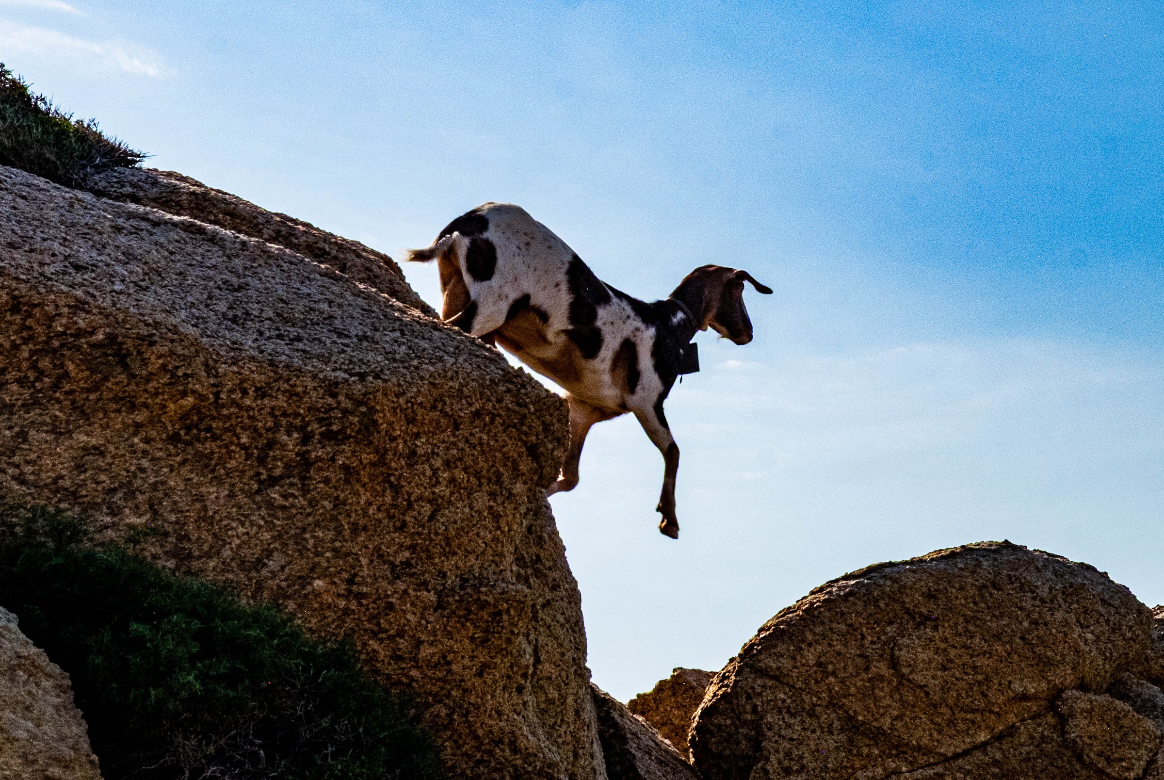 Goat with Air-Threading Feet