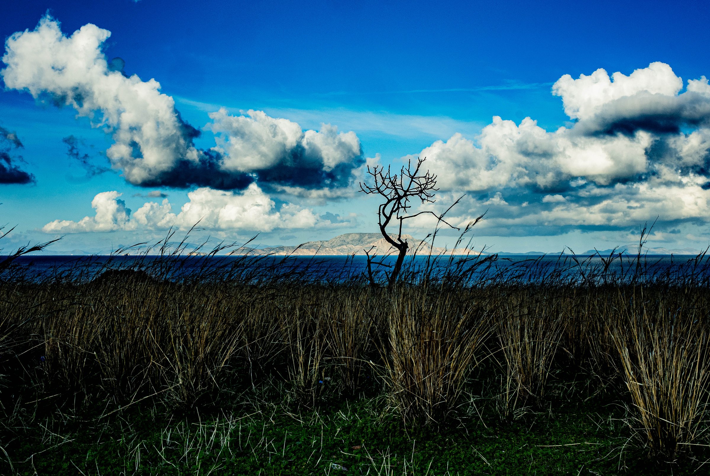 Reeds