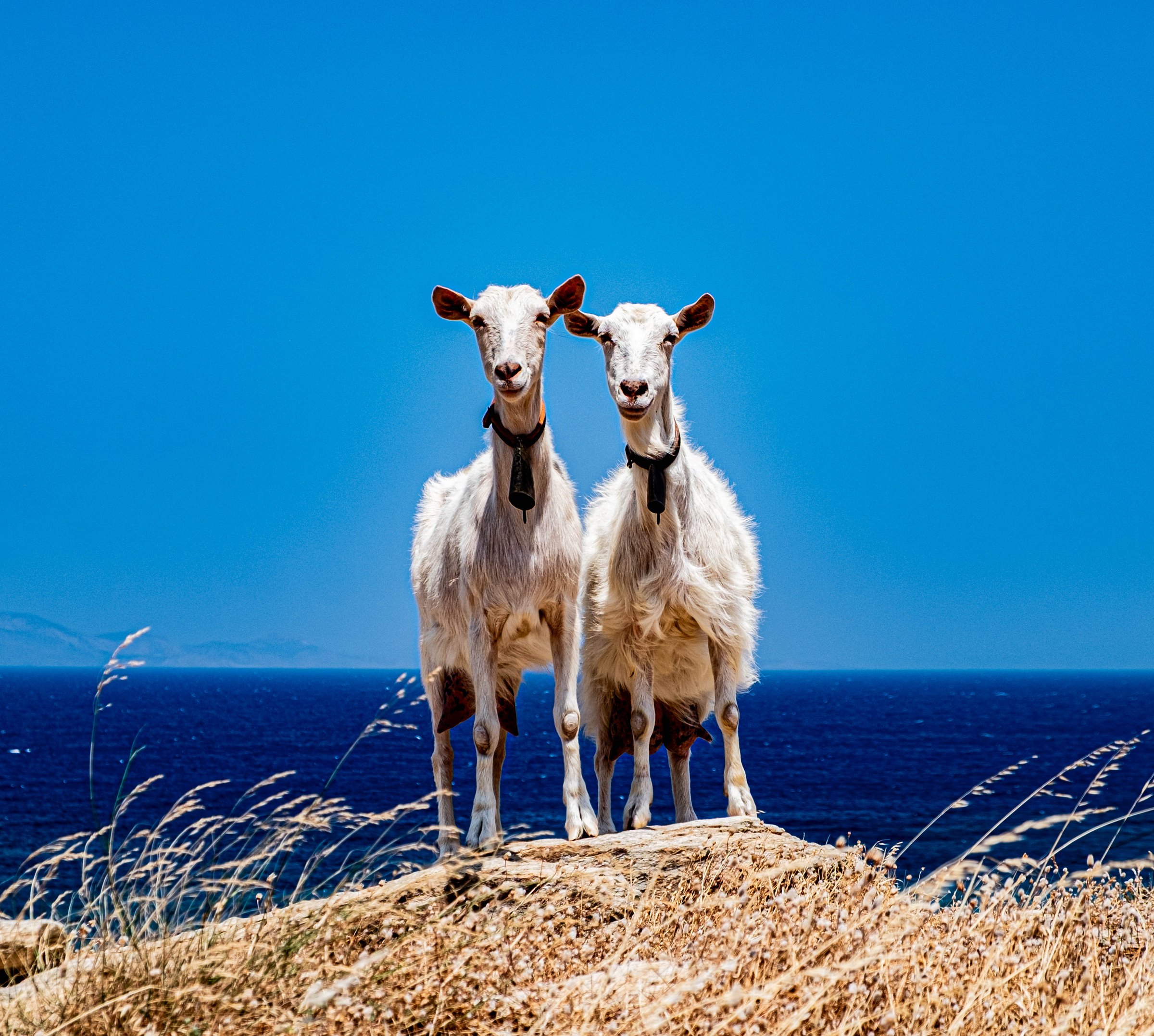 Identical She-Goats