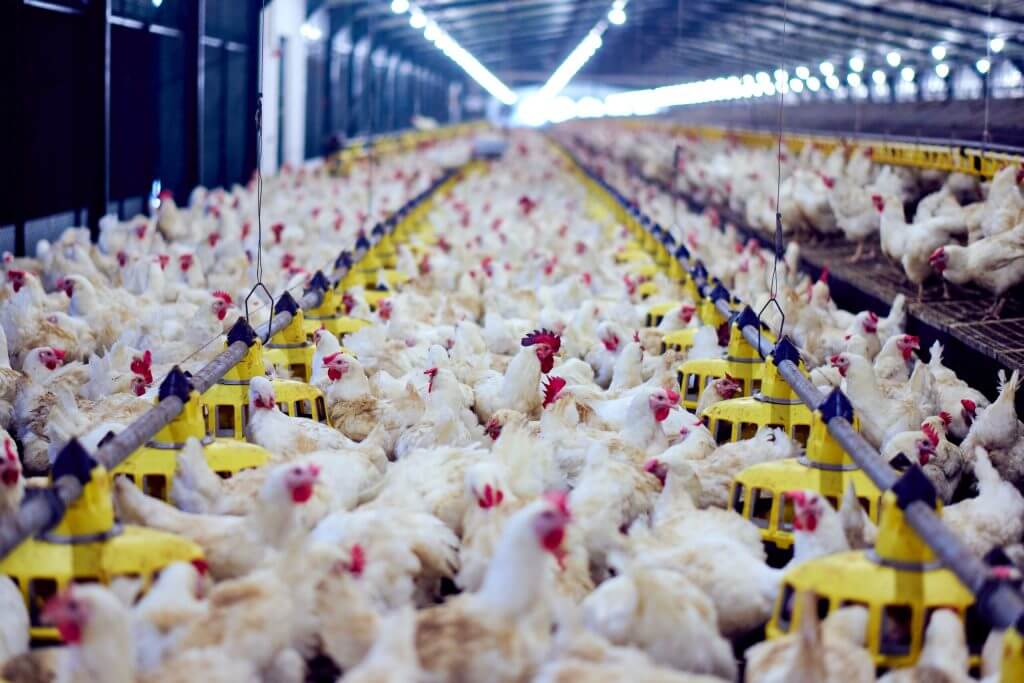 New Anthoney’s Farms Reaffirms Poultry Supply Amidst Economic