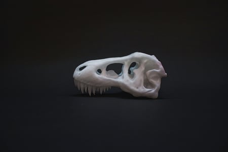 Bílý 3D vytištěný model lebky tyrannosaura rex s detaily, umístěný na tmavém pozadí