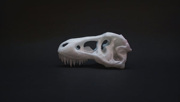 Bílý 3D vytištěný model lebky tyrannosaura rex s detaily, umístěný na tmavém pozadí