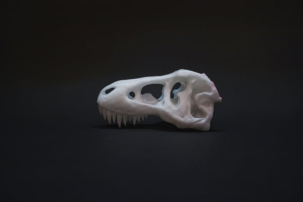 Bílý 3D vytištěný model lebky tyrannosaura rex s detaily, umístěný na tmavém pozadí