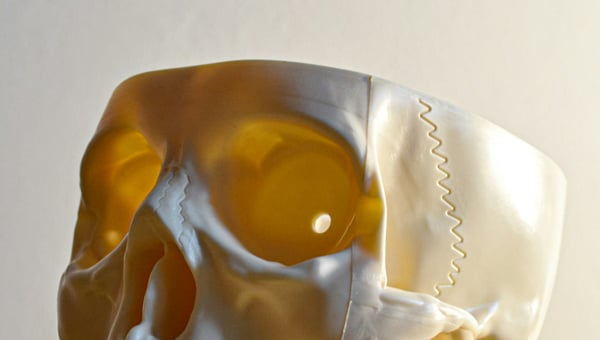 Přesný 3D vytištěný model lidské lebky a čelisti, zobrazený z profilu na světlém dřevěném povrchu. Model je realistický a ilustruje, jak lze 3D tiskem vytvářet anatomické modely pro studijní a lékařské účely.