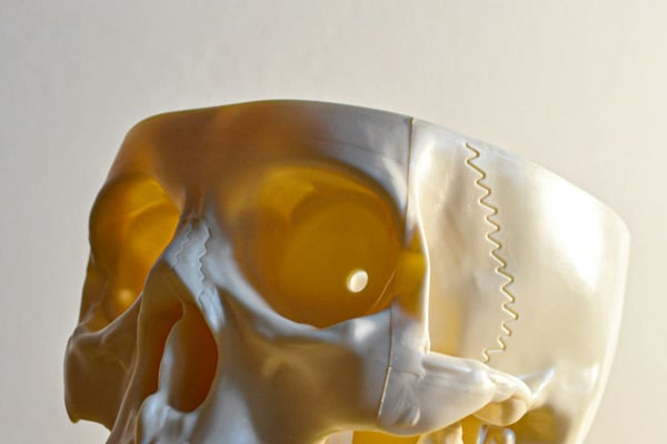 Přesný 3D vytištěný model lidské lebky a čelisti, zobrazený z profilu na světlém dřevěném povrchu. Model je realistický a ilustruje, jak lze 3D tiskem vytvářet anatomické modely pro studijní a lékařské účely.