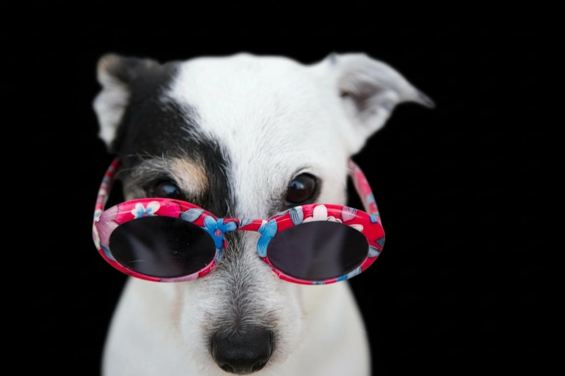 Brat generator after photo - Brat generator before photo - dog wearing sunglasses with pink frame with brat style